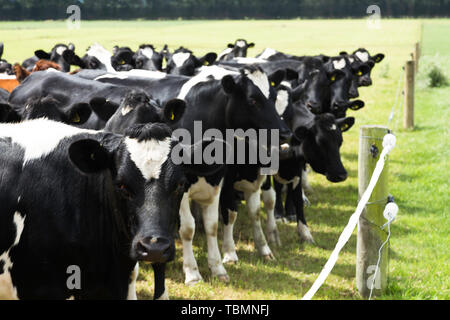 Cow on pasture in sunny day Stock Photo