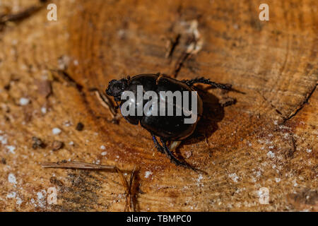 detailed macro shot of a dor beetle, sitting on a tree stump, nature Stock Photo
