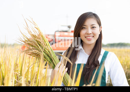 pretty young chinese woman agronomist in golden cereal field Stock Photo