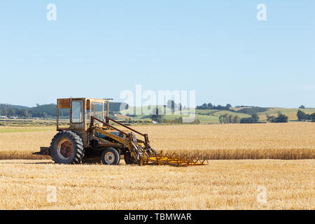 harvester works in wheat field in summer day in new zealand Stock Photo