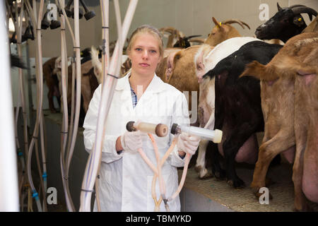 Young female farmer in white coat preparing equipments for automatic milking of goats on farm Stock Photo