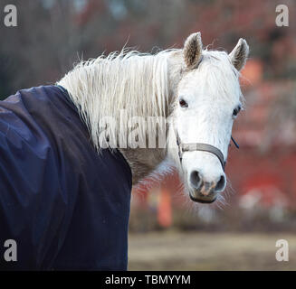 Cute young horse portrait Stock Photo