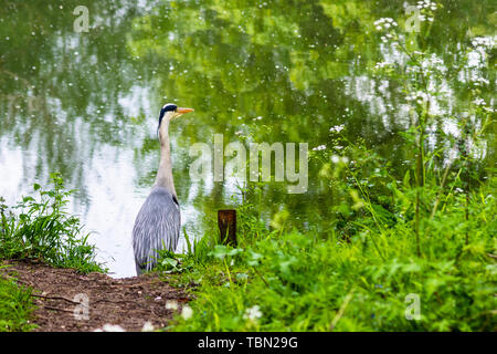 Agrey heron Ardea cinerea standing on the bank of the Bristol Avon river near Bradford on Avon Stock Photo