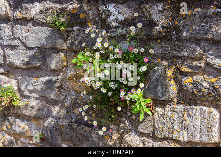 A clump of Mexican Fleabane (Erigeron karvinskianus) on an old stone brick wall with lichen and a small amount of other growth in Bradford on Avon Stock Photo