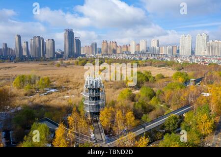 The leaves in Harbin Wetland Park are still yellow, it seems that autumn has not yet gone far, the cluster and reeds in the garden are still swaying with the wind, the arrival of rain and snow, let all parts of the ice city add a color, the color of white snow, autumn color has not yet dissipated winter has come again, blue sky, floating clouds, autumn leaves, white snow colors are mixed, the scenery is beautiful. Stock Photo