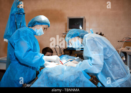 veterinarian or doctors team doing surgery in the clinic. medicine, pet, animals, health care and people concept. Stock Photo
