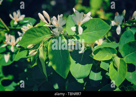 Frangula alnus flowering bush, blooming white flower close up detail. Stock Photo