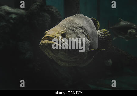 Giant grouper fish in the aquarium with low lighting and dark shadow. Stock Photo