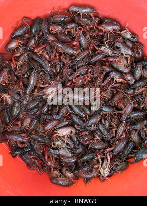 Crayfish raw materials Stock Photo