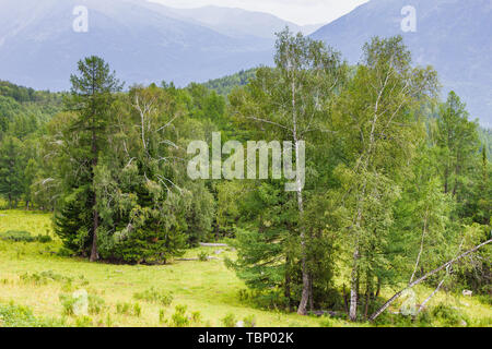 Birch in Kanas Scenic Area in summer Stock Photo