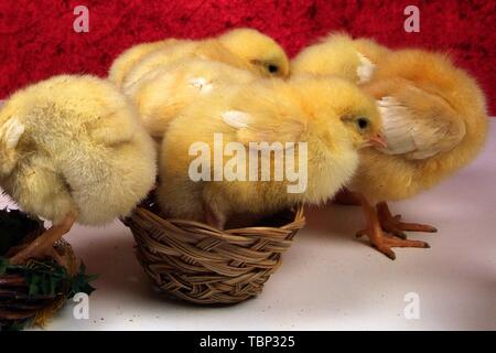 chick of a few days, perched on a table Stock Photo