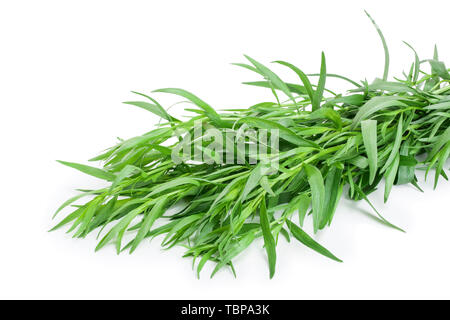 tarragon or estragon isolated on a white background. Artemisia dracunculus Stock Photo