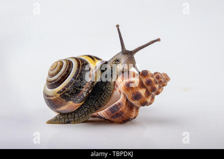 Live snail and empty mushes left on a light table. Snail in search of a new home. Autumn background. Stock Photo