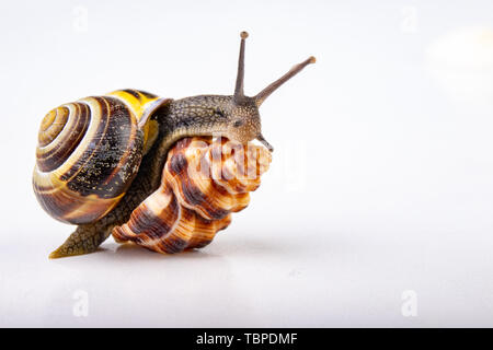 Live snail and empty mushes left on a light table. Snail in search of a new home. Autumn background. Stock Photo