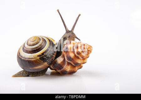 Live snail and empty mushes left on a light table. Snail in search of a new home. Autumn background. Stock Photo