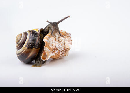 Live snail and empty mushes left on a light table. Snail in search of a new home. Autumn background. Stock Photo