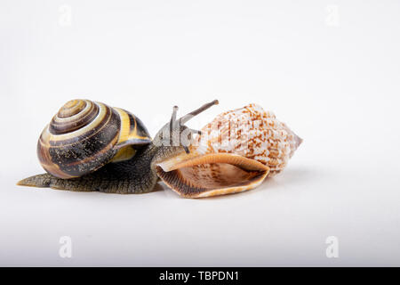 Live snail and empty mushes left on a light table. Snail in search of a new home. Autumn background. Stock Photo