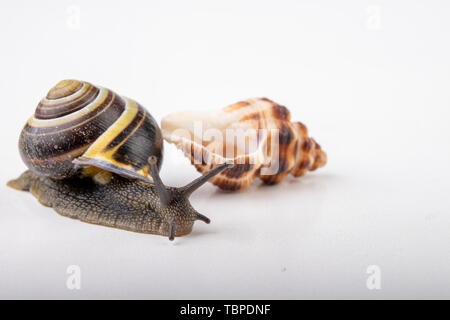 Live snail and empty mushes left on a light table. Snail in search of a new home. Autumn background. Stock Photo