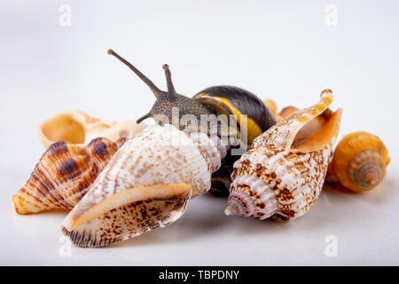Live snail and empty mushes left on a light table. Snail in search of a new home. Autumn background. Stock Photo