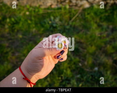 A woman with nails painted purple with daisy flowers in her hand in spring. Stock Photo