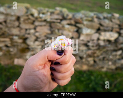 A woman with nails painted purple with daisy flowers in her hand in spring. Stock Photo