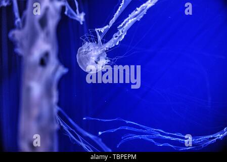 Fluttering white Stock Photo