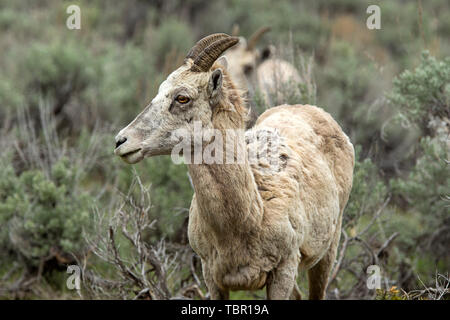 A close up portraiture of a young bighorn sheep in Yellowstone. Stock Photo