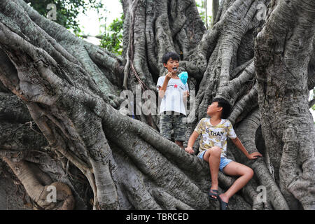 On the banyan tree, playing children Stock Photo