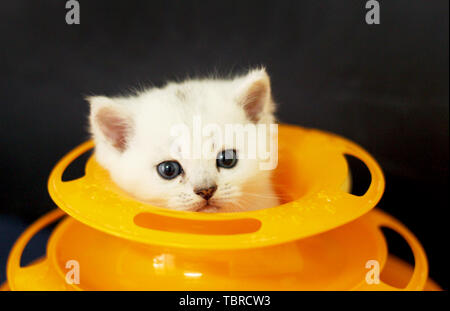 Cats playing with turntables Stock Photo
