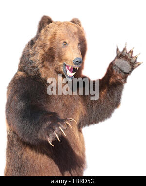 The Taxidermy of a Kamchatka brown bear isolated on white background ...