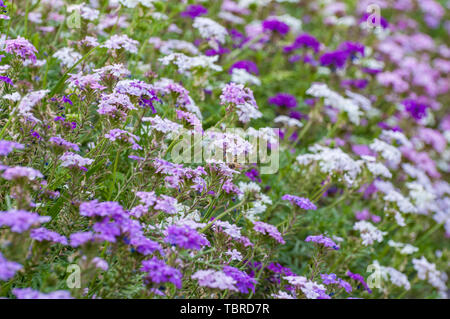 Spring flowers in full bloom Stock Photo