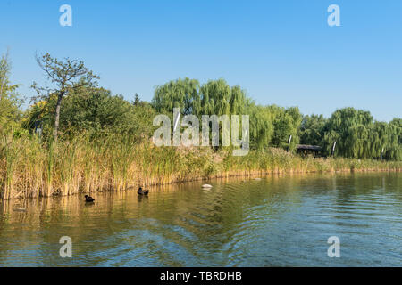 Autumn China Fushun early morning park river bank willow stone bridge cruise ship Stock Photo