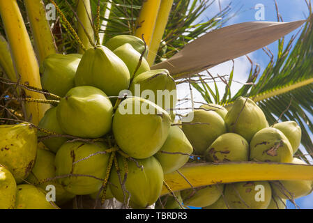 Fresh coconut on the tree, coconut cluster on coconut palm tree on blue sky. Stock Photo