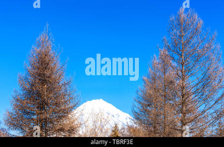 Avachinsky volcano on the Kamchatka peninsula and fir in the winter Stock Photo