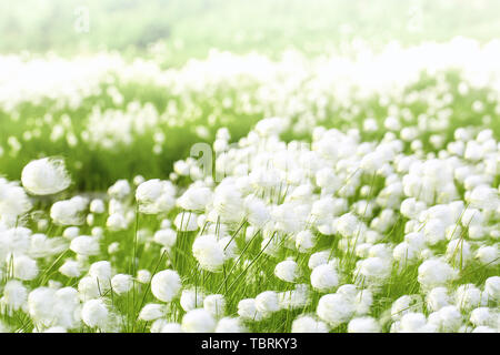 The arctic cotton grass (Eriophorum) field in Kamchatka. Horizontal shot Stock Photo