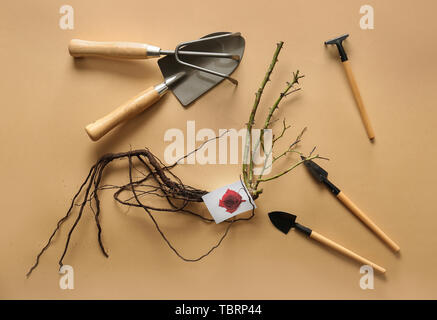 Rose seedling with tools on color background Stock Photo