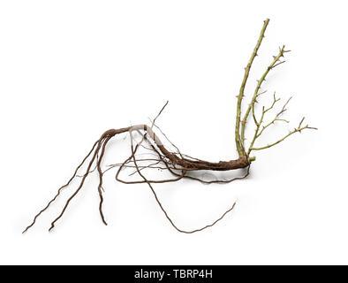 Rose seedling on white background Stock Photo