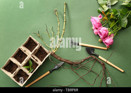 Rose seedling with tools, soil and flowers on color background Stock Photo