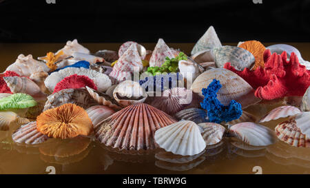 Sea shells lying on a glass and reflection.selective focus, wallpaper Stock Photo