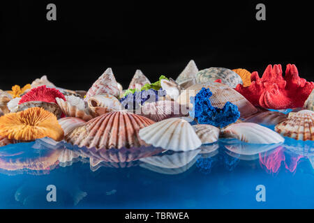 Sea shells lying on a glass and reflection.selective focus, wallpaper Stock Photo