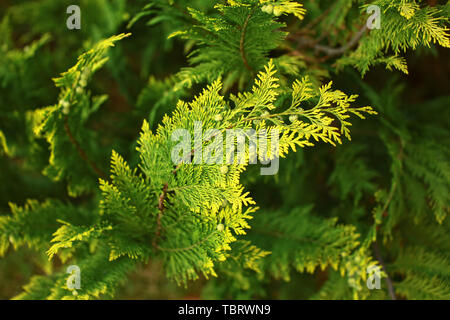 A branch of evergreen gradient cypress tree with small cones. Stock Photo