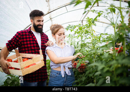 Farmer family picking organic vegetables in garden Stock Photo