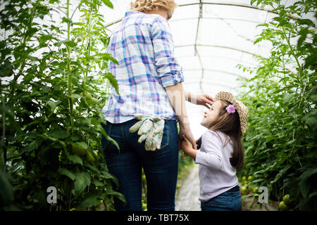 Rural family picking organic fresh tomatoes in garden Stock Photo