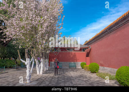 The red-walled, yellow tile royal garden. Stock Photo