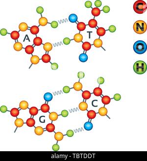 Vector illustration. Atomic structure of DNA molecules in bright colors. Stock Vector