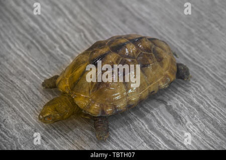 A Malay closed-shell turtle looks like a specimen. Stock Photo