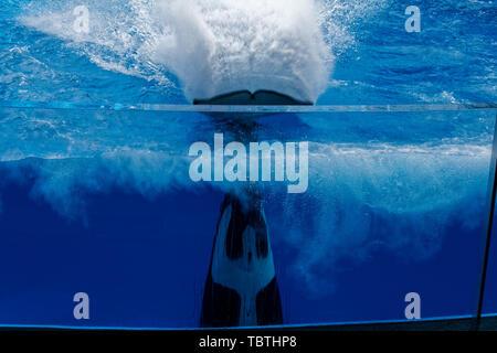 Haichang Ocean Park orca performance in Shanghai Stock Photo