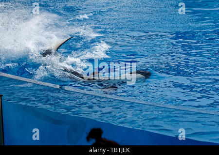 Haichang Ocean Park orca performance in Shanghai Stock Photo