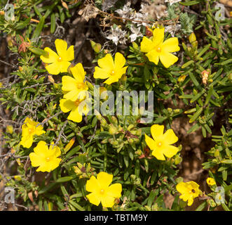 Coast rockrose plant, Halimium calycinum, yellow flowers Rota Vicentina Fishermen's Trail, Rogil, Algarve, Portugal