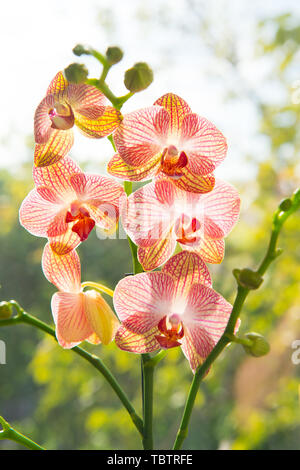 Orchid growing tips. How take care orchid plants indoors. Most commonly grown house plants. Orchids gorgeous blossom close up. Orchid flower pink and yellow bloom. Phalaenopsis orchid. Botany concept. Stock Photo